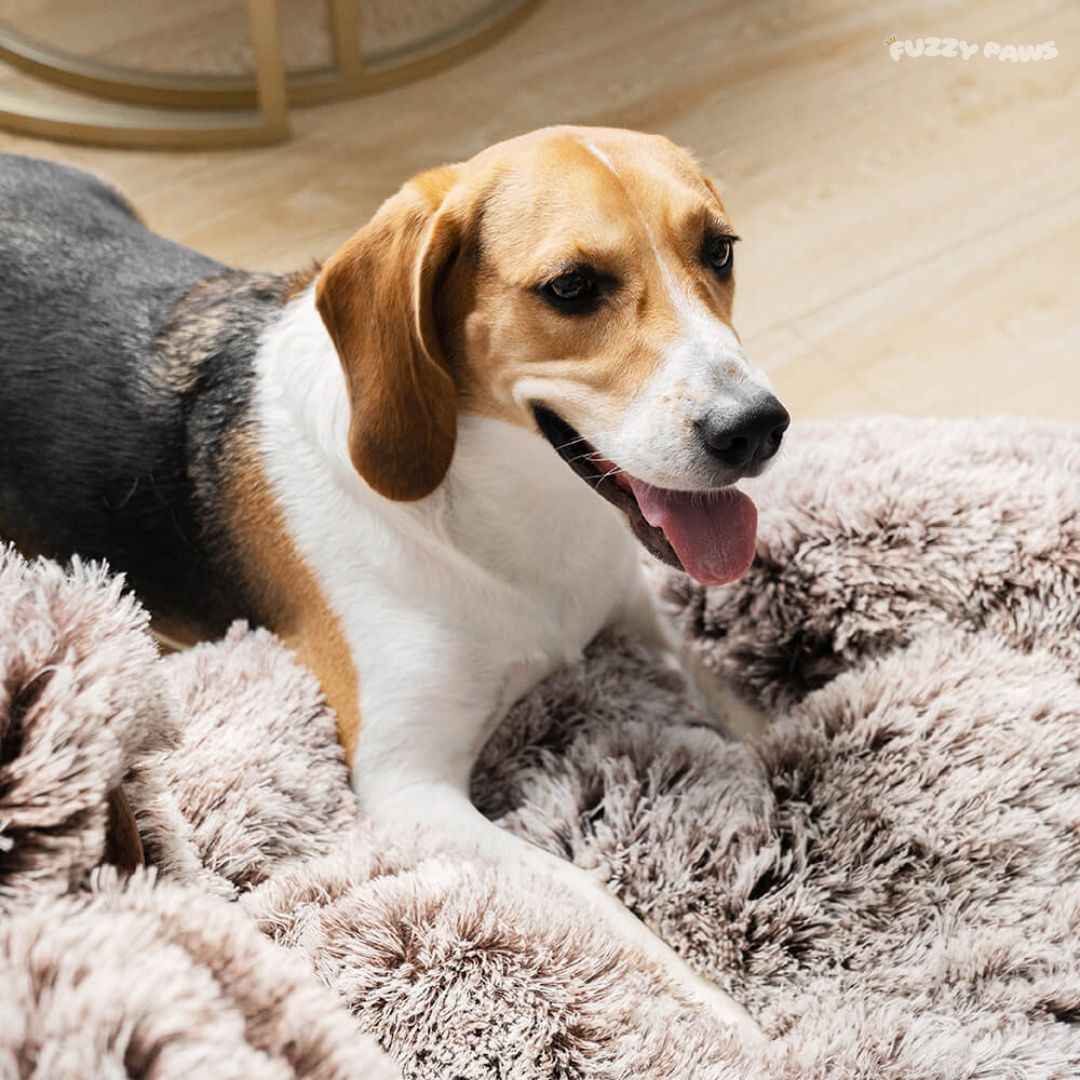 Cloud Dog Bed – Washable, Soft and Cozy for Small to Large Dogs